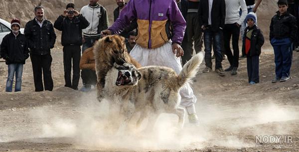 عکس سگ سرابی دعوایی