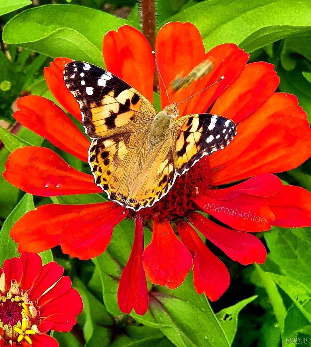 عکس پروانه صورتی