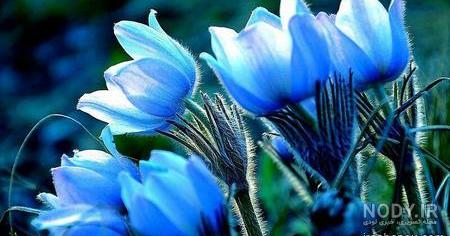 عکس آبی عاشقانه