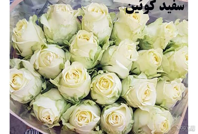 عکس گل رز زرد زیبا