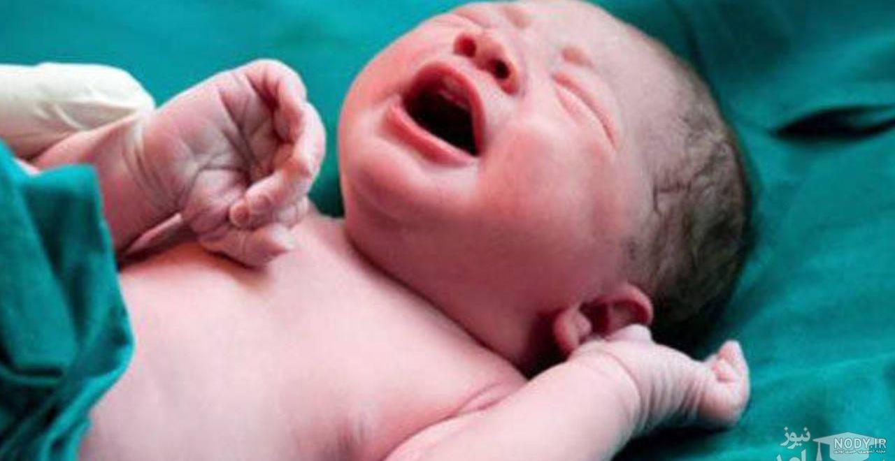 عکس به دنیا آمدن بچه گربه عکس به دنیا آمدن بچه گربه