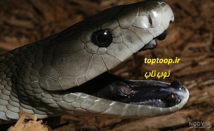 مار کبری هفت سر