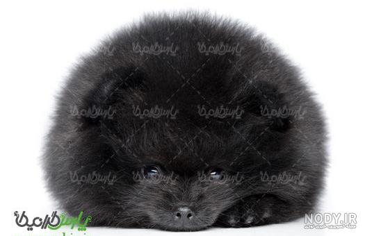 عکس خفن عکس سگ پشمالو سیاه