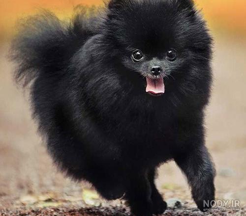 عکس خفن عکس سگ پشمالو سیاه