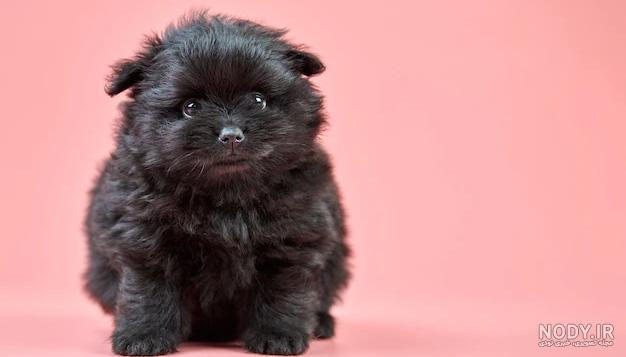 عکس سگ پشمالو سیاه