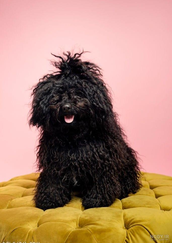 عکس سگ سیاه