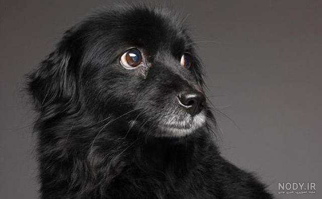 عکس خفن عکس سگ پشمالو سیاه