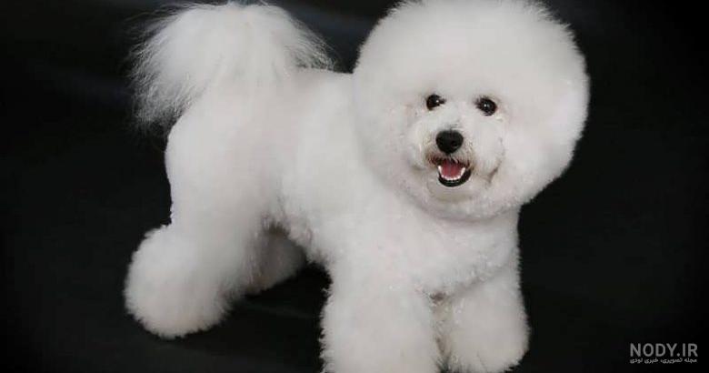 عکس سگ سیاه