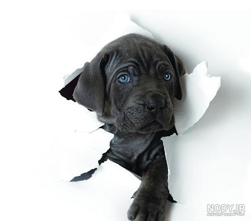 عکس سگ سیاه