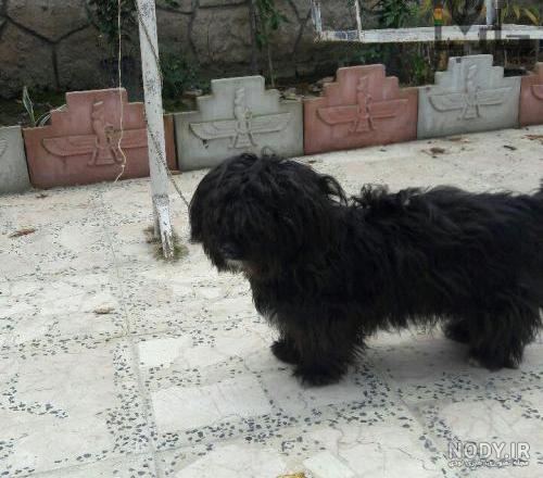 عکس سگ سیاه