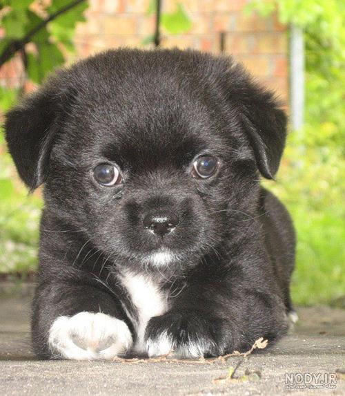 عکس سگ سیاه