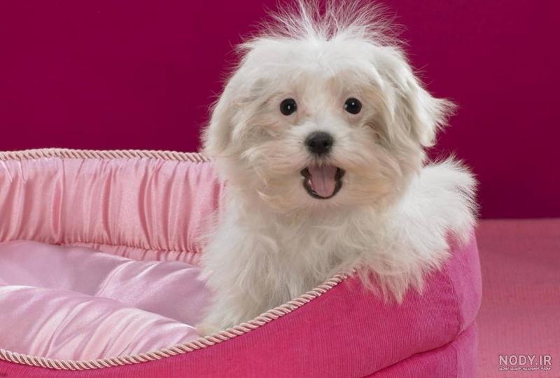 عکس خفن عکس سگ پشمالو سیاه