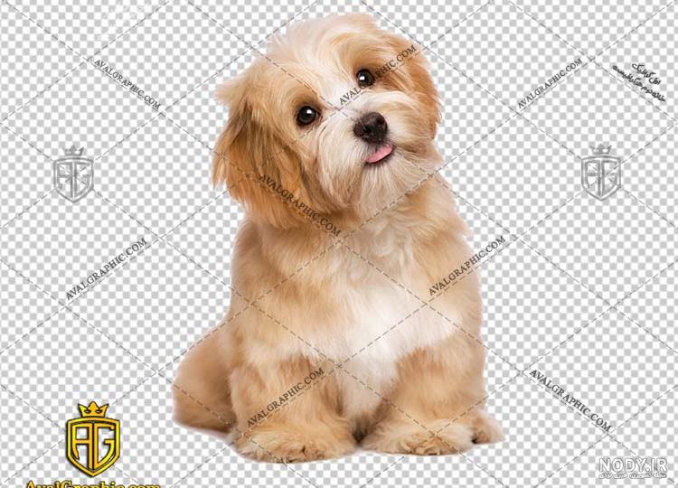 عکس خفن عکس سگ پشمالو سیاه