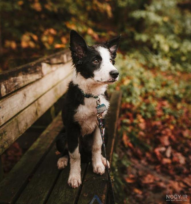 عکس سگ سیاه