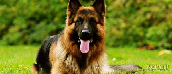 عکس سگ سیاه