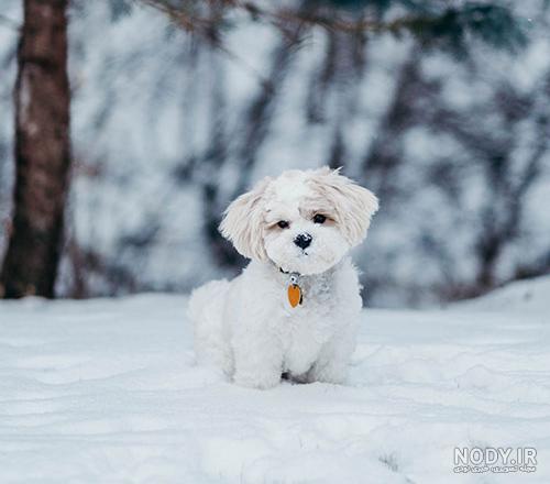 عکس خفن عکس سگ پشمالو سیاه