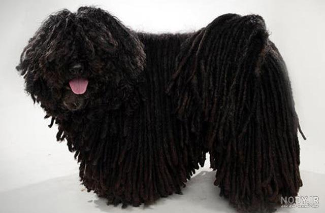 عکس خفن عکس سگ پشمالو سیاه