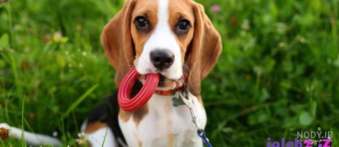 عکس خفن عکس سگ پشمالو سیاه