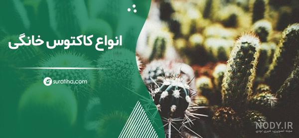 عکس انواع کاکتوس خانگی