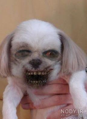 بازی زامبی