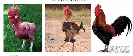 عکس پروفایل عربی خنده دار