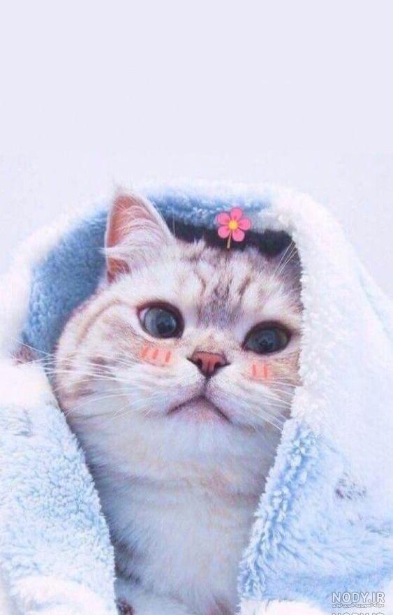 عکس گربه گوگولی کیوت