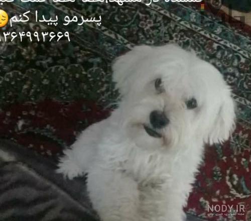 عکس سگ پشمالو سفید خانگی عکس سگ پشمالو سفید خانگی