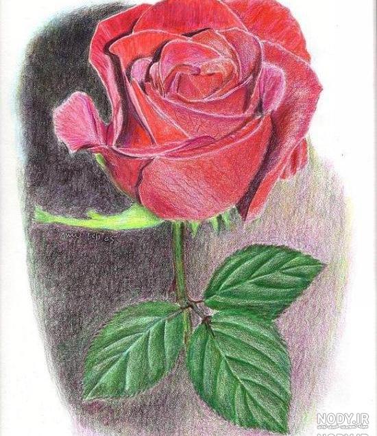 نقاشی گل ساده نقاشی گل ساده