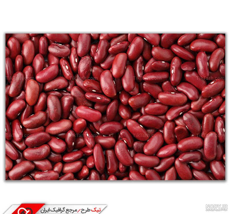 عکس لوبیا قرمز جوانه زده