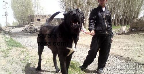 وحشی آدم خوار عکس سگ سرابی وحشی آدم خوار عکس سگ سرابی
