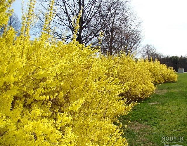 خواص گیاه یاس بنفش