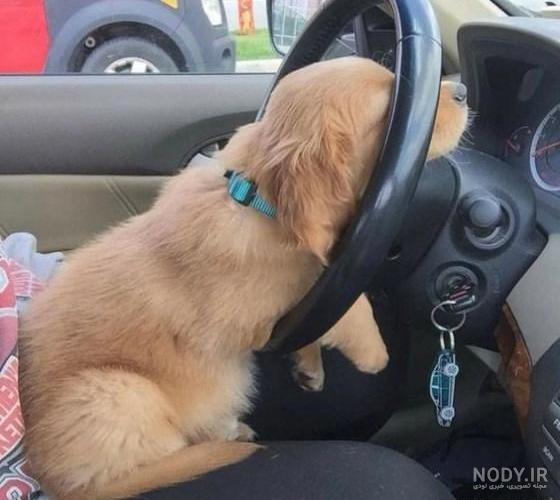 عکس پروفایل سگ وحشی