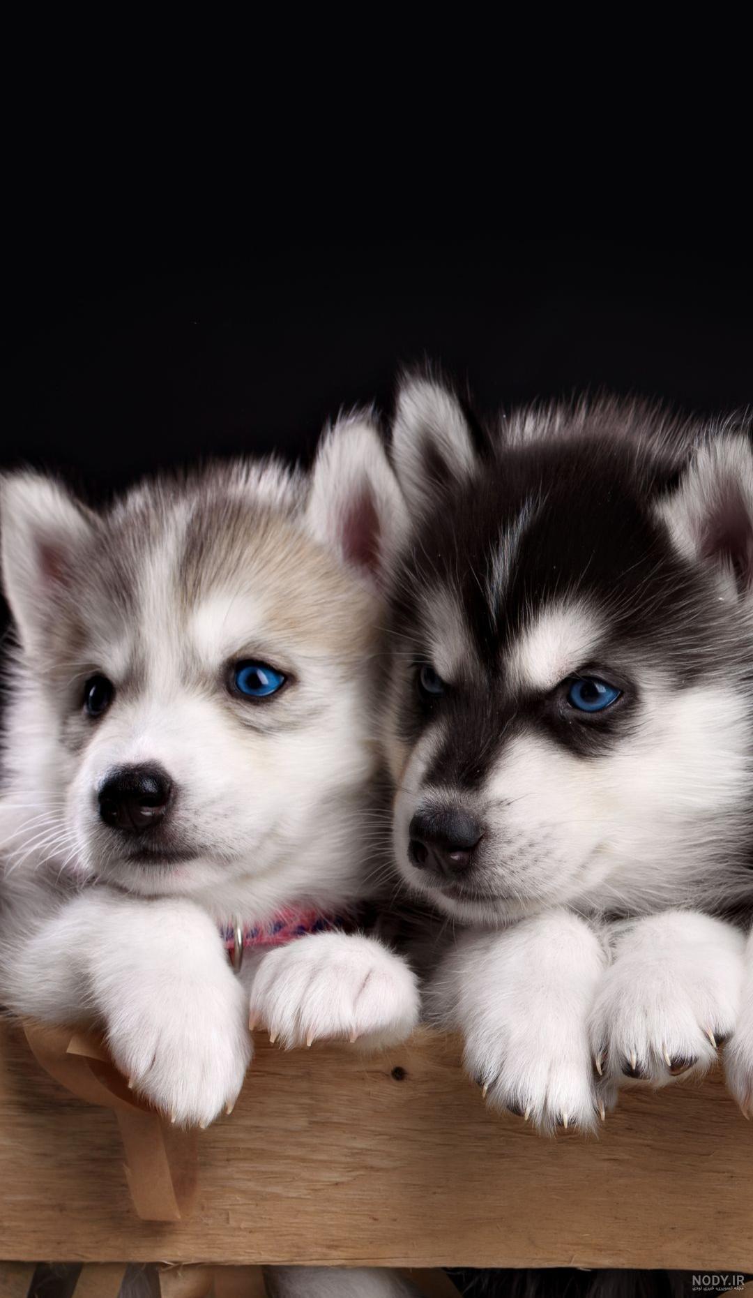 عکس پروفایل سگ وحشی