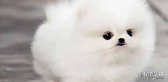 عکس پروفایل سگ وحشی