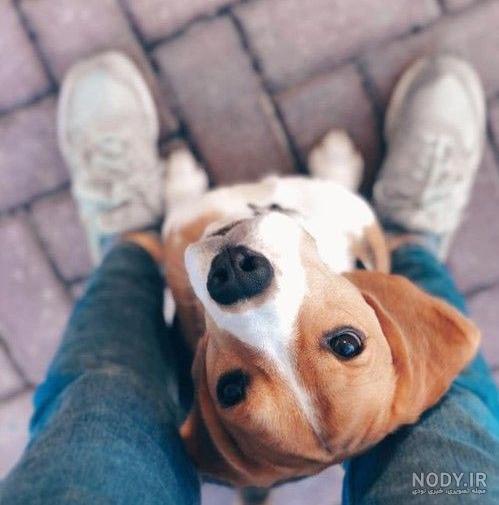 عکس پروفایل سگ وحشی