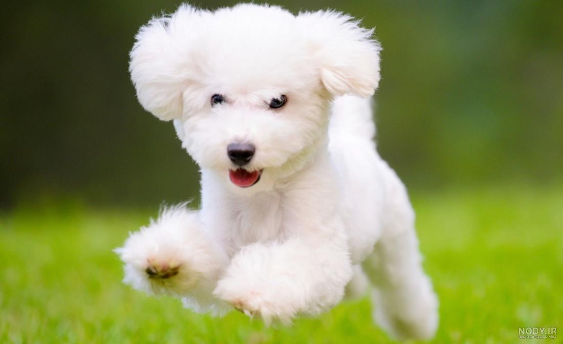 عکس پروفایل سگ وحشی