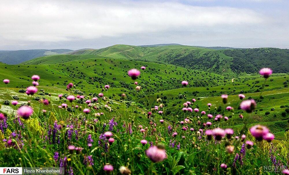 عکس دختر گل به دست