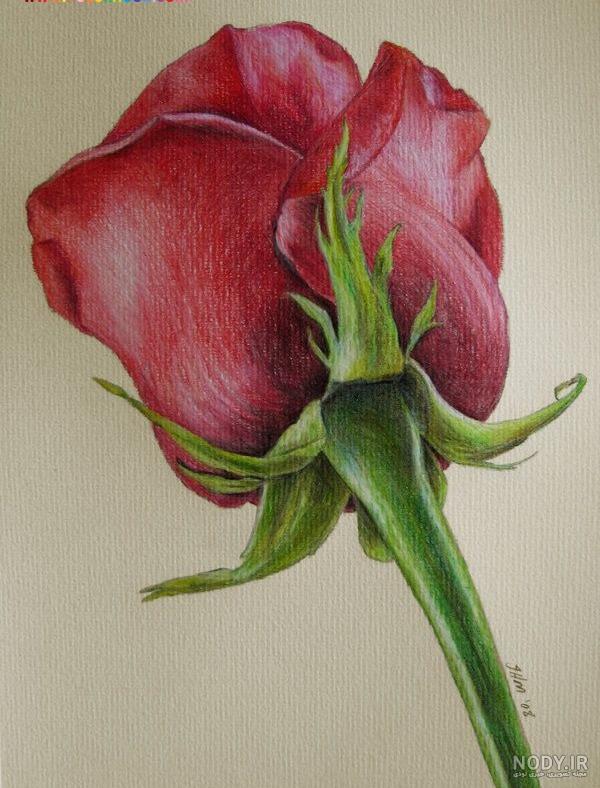 نقاشی گل زیبا با مداد رنگی ساده