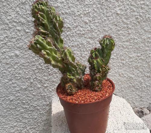 تصاویر کاکتوس صخره ای تصاویر کاکتوس صخره ای