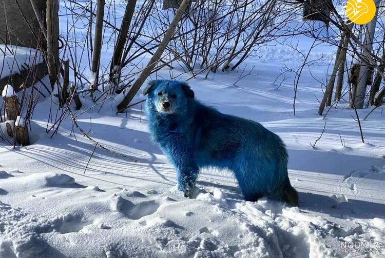 عکس آبی سگ