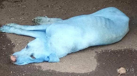 عکس سگ آبی دریای خزر