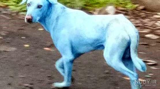 عکس سگ آبی رنگ