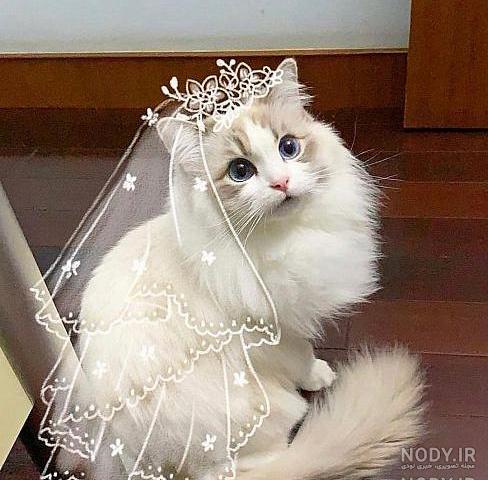 عکس سگ عروس و داماد