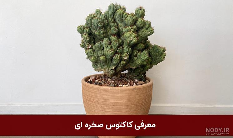 عکس کاکتوس صخره ایی عکس کاکتوس صخره ایی