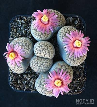 عکس گل کاکتوس صخره ای عکس گل کاکتوس صخره ای
