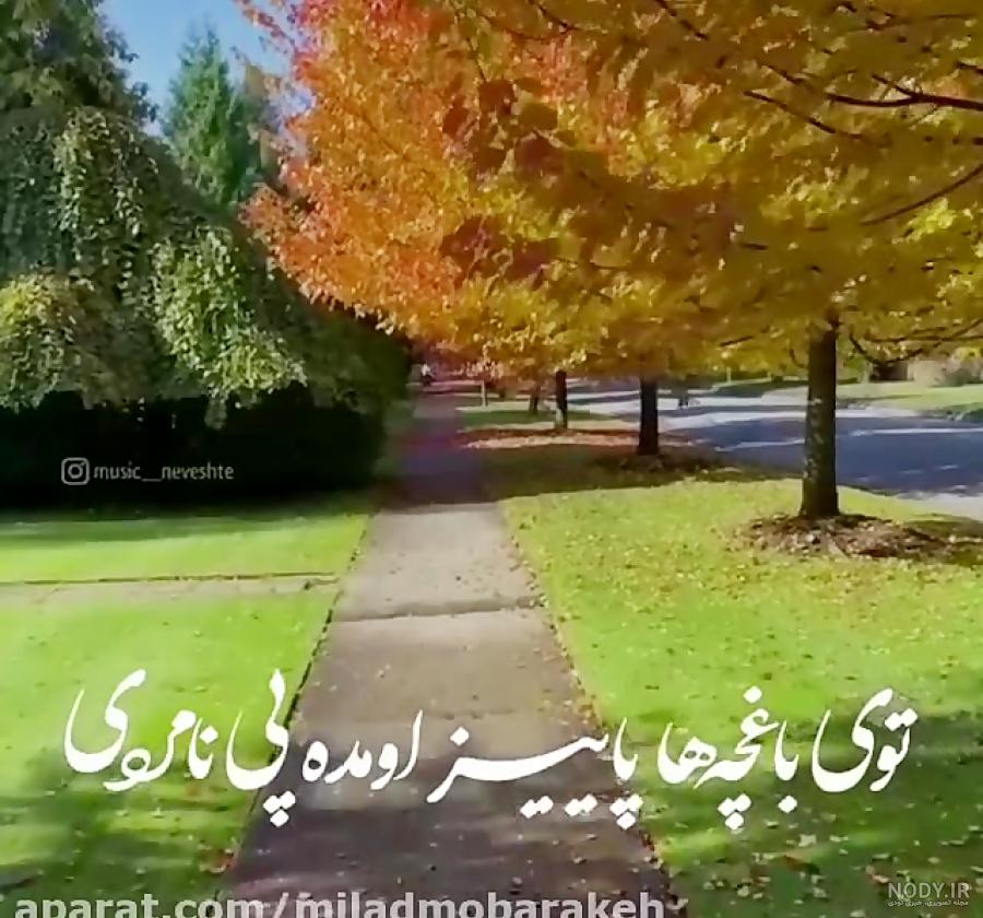 استوری پاییز امد در میان درختان