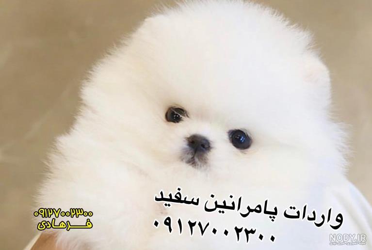 عکس سگ جیبی پشمالو فروشی