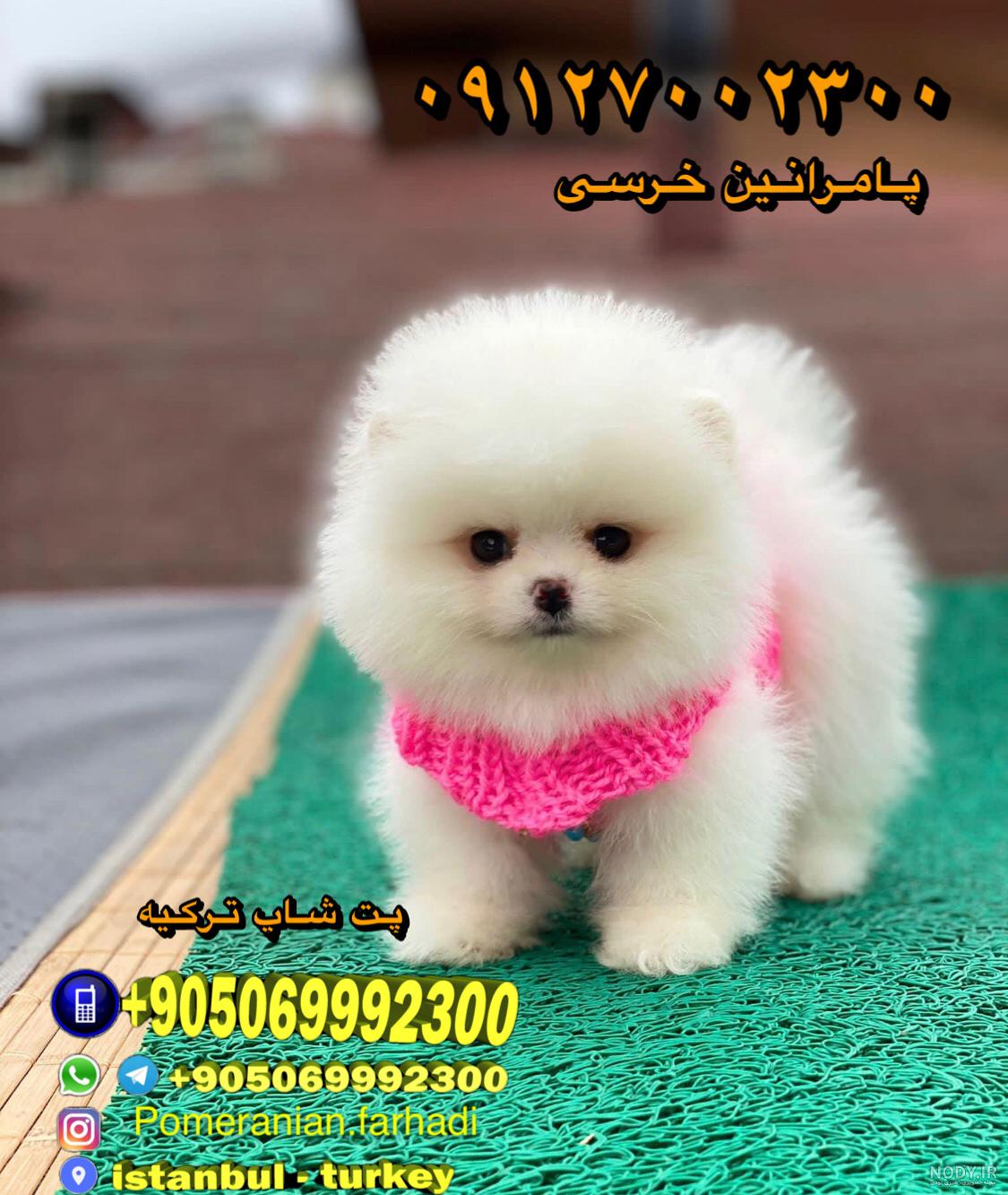 عکس سگ پشمالو پاکوتاه فروشی