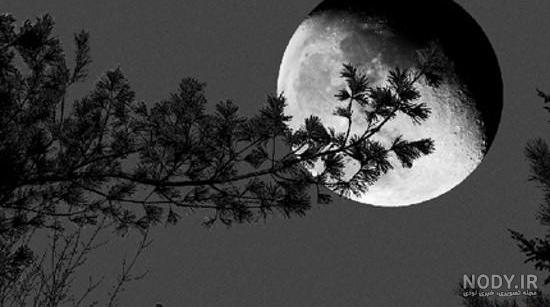 عکس گردن سیاه و سفید عکس گردن سیاه و سفید
