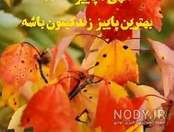 استوری پاییز شاد